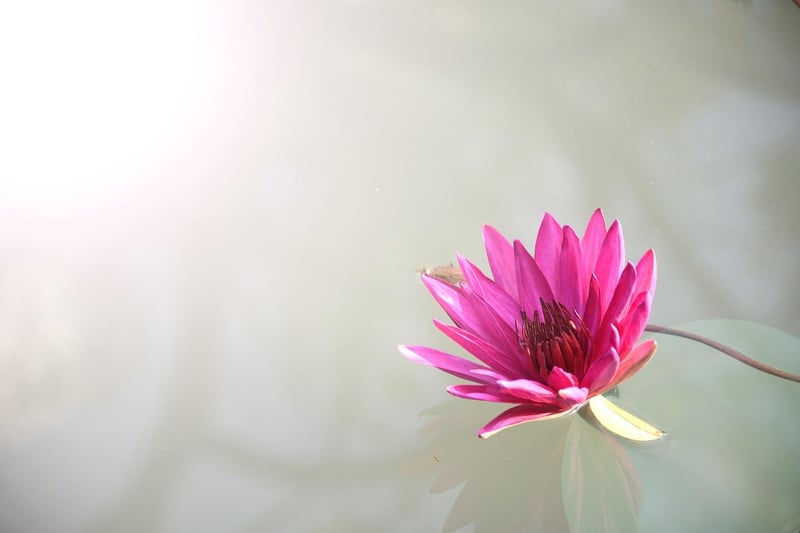 Lotus Pose